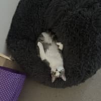 Photo of Possum