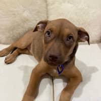 Photo of Ruby   11 Week Old Staffy X (On Trial)