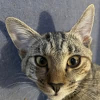 Photo of Bambi