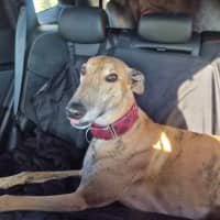 Photo of Spud, The Greyhound