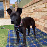 Photo of Cinders