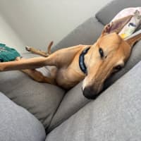 Photo of Xena   5 Year Old Greyhound