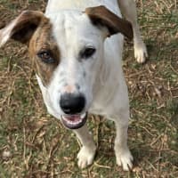 Photo of Thunder *$350 Adoption Fee* 