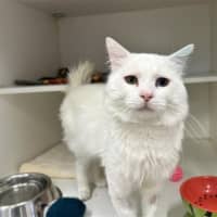 Photo of Puddles
