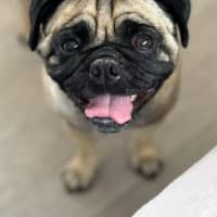 Photo of Lily