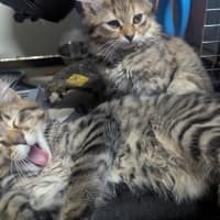 Photo of Bellatrix Clowder