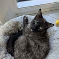 Photo of Sheeba
