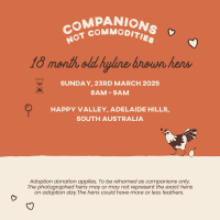 Photo of Rescue Hens