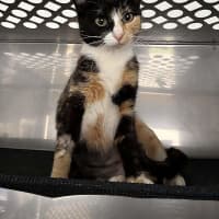 Photo of Primrose
