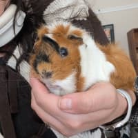 Photo of Cinnamon / Mochi