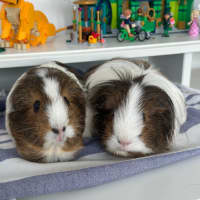 Photo of Diona & Kiki