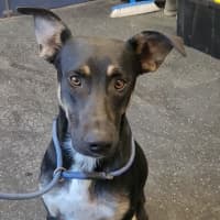 Photo of Johnny Rotten