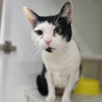 Photo of Callie