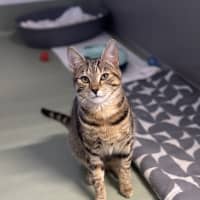 Photo of Nala