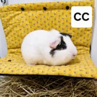 Photo of Cc