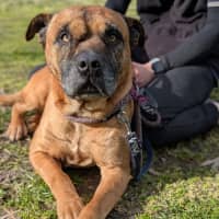 Photo of Dusty
