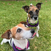 Photo of Dot (& Dash)