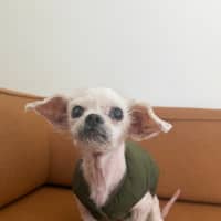 Photo of Archie