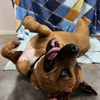 Photo of Dozer