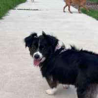 Photo of Rosie