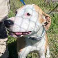 Photo of Piper (6999)