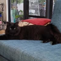 Photo of Pepper