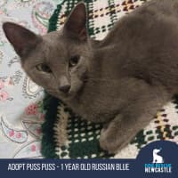 Photo of Puss Puss   1 Year Old Russian Blue