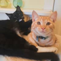 Photo of Jackson & Malakai   Located In Albert Park