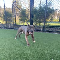 Photo of Dave Imp 678