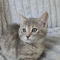 Photo of Luna Meet Me Petstock Clyde North 