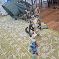 Photo of Mango