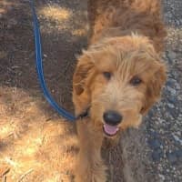 Photo of Murphy  Groodle