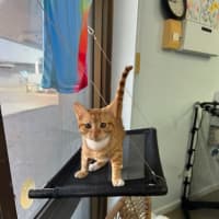 Photo of Garfield
