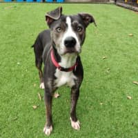 Photo of Roxy