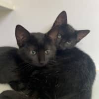 Photo of Speckles (9997)