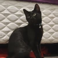 Photo of Morgan   In Foster Care In Avondale Heights