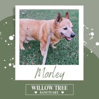 Photo of Marley 