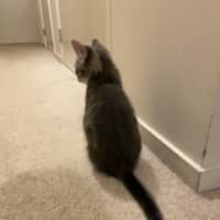 Photo of Ranger *9 Lives Project Rescue*