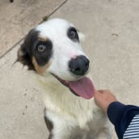 Photo of Tootles