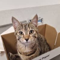 Photo of Nala