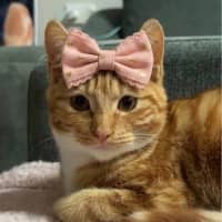 Photo of Bella