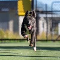 Photo of Sharpay Imp 957