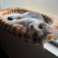Photo of Annie