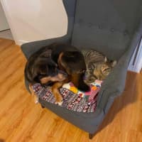 Photo of Shortcake  In Foster Care In Healesville