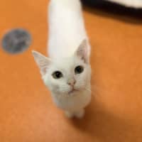 Photo of Marshmallow