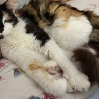 Photo of Opal