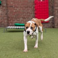 Photo of Tiki