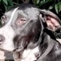 Photo of Cody 😎 8 Month Old Male Mixed Breed