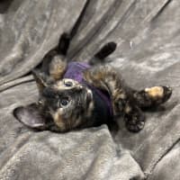 Photo of Marble