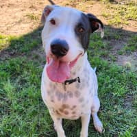 Photo of Louie